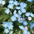 Blue Color Flowers For Garden Forget Me Not Flowers 4 Live Plant Beautifull