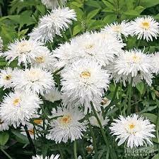 1 Crazy Daisy Live Plant White Color Flowers Perennial zone 4-9 Live Plant Beautifull