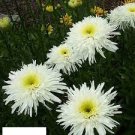 Perennial zone 4-9 Live Plant Beautifull 2 Crazy Daisy Live Plant White Color Flowers