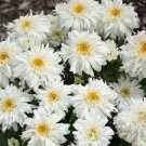 Live Plant White Color Flowers Perennial Live Plant Beautifull 4 Crazy Daisy