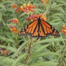 1Pcs Butterfly Flower Monarch's Banquet Flowers Milkweed asclepias for Monarch Butterflies
