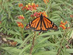 1Pcs Butterfly Flower Monarch's Banquet Flowers Milkweed asclepias for Monarch Butterflies