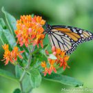 Flowers Milkweed asclepias for Monarch Butterflies 2Pcs Butterfly Flower Monarch's Banquet