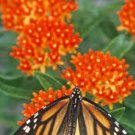 Flowers Butterflies 4Pcs Butterfly Flower Monarch's Banquet Milkweed asclepias for Monarch