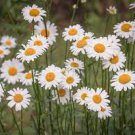 3 Plants Crazy Daisy Live Plant Presale Seedling White Color Flowers Perennial
