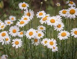 3 Plants Crazy Daisy Live Plant Presale Seedling White Color Flowers Perennial