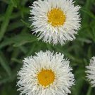 Seedling White Color Flowers Perennial 6 Plants Crazy Daisy Live Plant Presale
