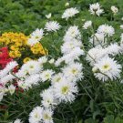 Daisy Live Plant Presale Seedling White Color Flowers Perennial 12 Plants Crazy