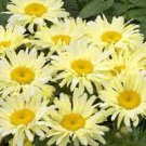 1 Shasta Crazy Daisy "Goldfinch" Lemon Yellow Live Plant Flowers Perennial