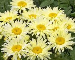 1 Shasta Crazy Daisy "Goldfinch" Lemon Yellow Live Plant Flowers Perennial