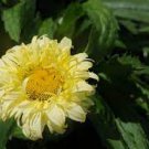 Lemon Yellow Live Plant Flowers Perennial 2 Shasta Crazy Daisy "Goldfinch"