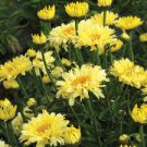 Daisy Goldfinch Lemon Yellow Live Plant Flowers Perennial 4 Shasta Crazy