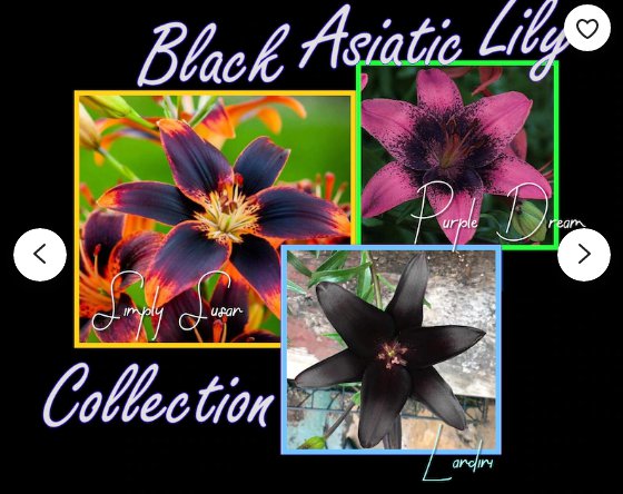 1 Black Asiatic Lily Collection Live Plant Potted Bulbs Perennial Flowers