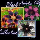 Bulbs Perennial Flowers 2 Black Asiatic Lily Collection Live Plant Potted