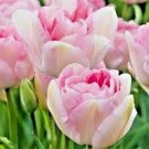 Flower Plant 5 Angelique Double Peony Tulip Flower Bulbs Pink Flowers