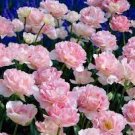 Tulip Flower Bulbs Pink Flowers Flower Plant 10 Angelique Double Peony