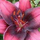 1Pcs Purple Dream Asiatic Lily Live Plant Potted Bulbs Perennial Flowers Live Plant Rare