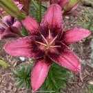 Potted Bulbs Perennial Flowers Live Plant Rare 2Pcs Purple Dream Asiatic Lily Live Plant