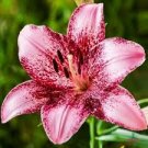 Flowers Live Plant Rare 4Pcs Purple Dream Asiatic Lily Live Plant Potted Bulbs Perennial