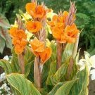 1 Black Canna Lily Wyoming Orange Flower Black Stems Bulbs Dark Perennial