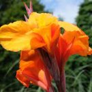 Black Stems Bulbs Dark Perennial 2 Black Canna Lily Wyoming Orange Flower