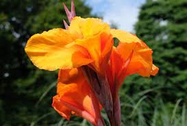 Black Stems Bulbs Dark Perennial 2 Black Canna Lily Wyoming Orange Flower