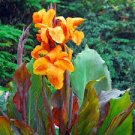 Bulbs Dark Perennial 4 Black Canna Lily Wyoming Orange Flower Black Stems
