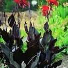 1 Black Canna Lily Dark Knight Red Flower Black Stems Bulbs Perennial Flowers Live Plant Root