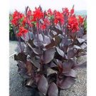 Knight Red Flower Black Stems Bulbs Perennial Flowers Live Plant Root 2 Black Canna Lily Dark