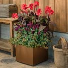 Flowers Live Plant Root 4 Black Canna Lily Dark Knight Red Flower Black Stems Bulbs Perennial