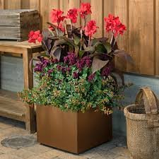 Flowers Live Plant Root 4 Black Canna Lily Dark Knight Red Flower Black Stems Bulbs Perennial