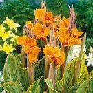 Orange Flower Red Stems Bulbs Perennial 2 Canna Lily Pretoria Variegated Leaves