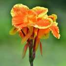Bulbs Perennial 4 Canna Lily Orange Flower Red Stems Pretoria Variegated Leaves