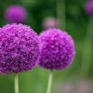 Purple Flowers Globe Allium Perennial Ornamental 1 Live Plant Clumping in Container