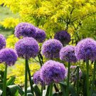 Allium Perennial Ornamental 2 Live Plant Purple Flowers Globe  Clumping in Container