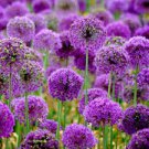 Flowers Globe  Clumping in Container Allium Perennial Ornamental 4 Live Plant Purple