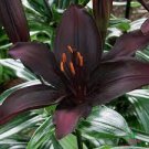1 Landini Asiatic Lily Live Plant Potted Bulbs Perennial Flowers Live Plant Rare