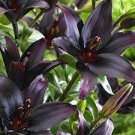 Bulbs Perennial Flowers Live Plant Rare 2 Landini Asiatic Lily Live Plant Potted