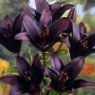 Flowers Live Plant Rare 4 Landini Asiatic Lily Flower Potted Bulbs Perennial