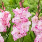3 Bulb My Love Gladiolus Bulbs Perennial Flowers Live Plant Rare