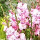Perennial Flowers Live Plant Rare 5 Bulb My Love Gladiolus Bulbs