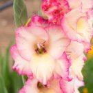 Gladiolus Bulbs Perennial Flowers Live Plant Rare 9 Bulb My Love