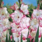 Live Plant Rare 12 Bulb Gladiolus Bulbs Perennial Flowers  My Love For garden