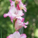 Bulbs Perennial Flowers  My Love For garden Live Plant Rare 16 Bulb Gladiolus