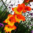 Bulbs Princess Margaret Rose Gladiolus Bulbs Perennial Flowers Live Plant Rare