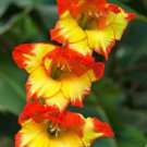 9Bulbs Princess Margaret Rose Gladiolus Bulbs Perennial Flowers Live Plant Rare