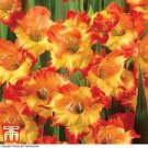 Bulbs Perennial Flowers Live Plant Rare 12Bulbs Princess Margaret Rose Gladiolus