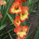 Bulbs Perennial Flowers Live Plant Rare 12Bulbs Princess Margaret Rose Gladiolus