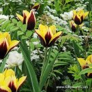 Flower 10 Bulbs Dark Red Flowers with White Gold Edge Gavota Triumph Tulips