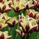 Edge Gavota Triumph Tulips Flower 20 Bulbs Dark Red Flowers with White Gold